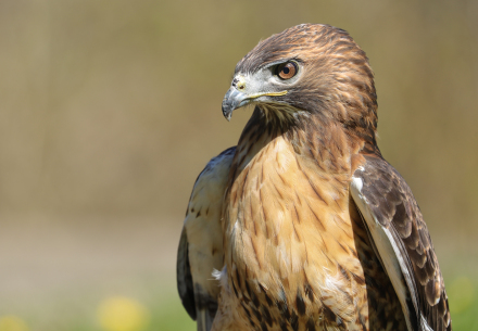 Lazarus the hawk